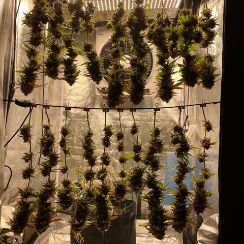 2021.05.17 Purple Queen - #2 - RQS growlog timeline photo