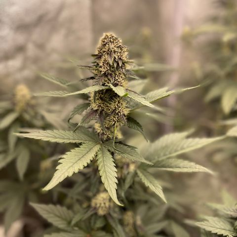 Purple Punch 🥊 2 - #1 - 42 Fast Buds growlog timeline photo