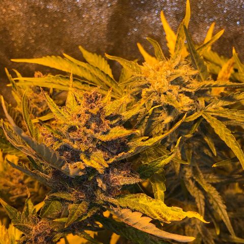 Blackberry - #1 - 42 Fast Buds growlog timeline photo