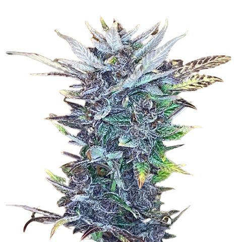 2021.06.02 - Purple Lemonade 🍋 - #1 - 42 Fast Buds growlog timeline photo