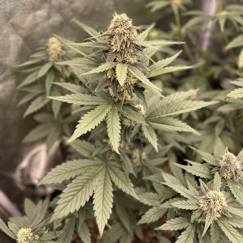 Purple Punch 🥊 2 - #1 - 42 Fast Buds growlog timeline photo