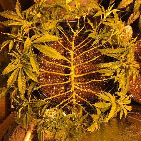 2021.05.17 Purple Queen - #2 - RQS growlog photo: Defoliation +lst
Retendre le lien des branches, les organiser et enlever les feuilles de ventilateur + bourgeons en dessous du 2ème étage 
