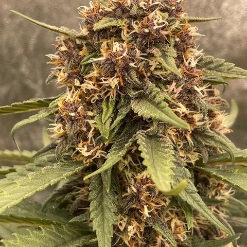 Purple Punch 🥊 2 - #1 - 42 Fast Buds growlog timeline photo