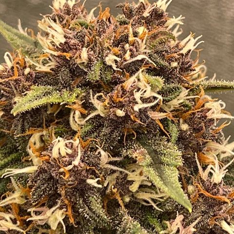 Purple Punch 🥊 2 - #1 - 42 Fast Buds growlog timeline photo