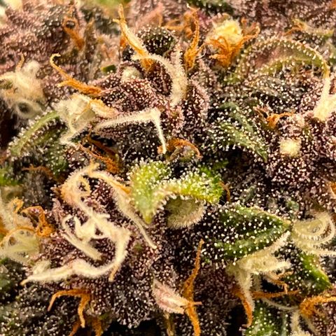 Purple Punch 🥊 2 - #1 - 42 Fast Buds growlog timeline photo