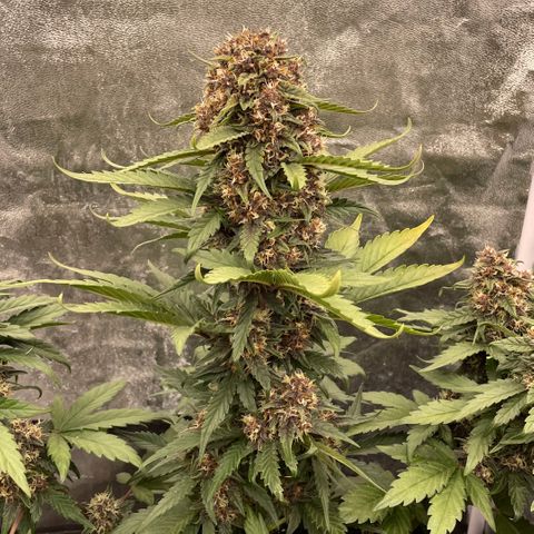 Purple Punch 🥊 2 - #1 - 42 Fast Buds growlog timeline photo