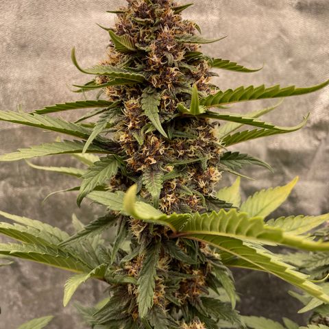 Purple Punch 🥊 2 - #1 - 42 Fast Buds growlog timeline photo