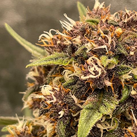 Purple Punch 🥊 2 - #1 - 42 Fast Buds growlog timeline photo