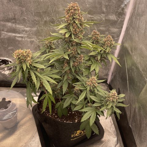 Purple Punch 🥊 2 - #1 - 42 Fast Buds growlog timeline photo