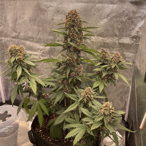 Purple Punch 🥊 2 - #1 - 42 Fast Buds growlog timeline photo