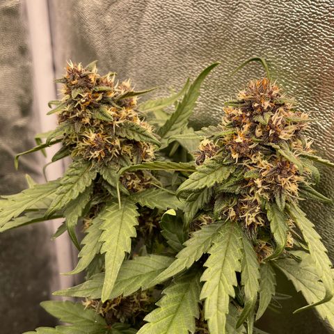 Purple Punch 🥊 2 - #1 - 42 Fast Buds growlog timeline photo