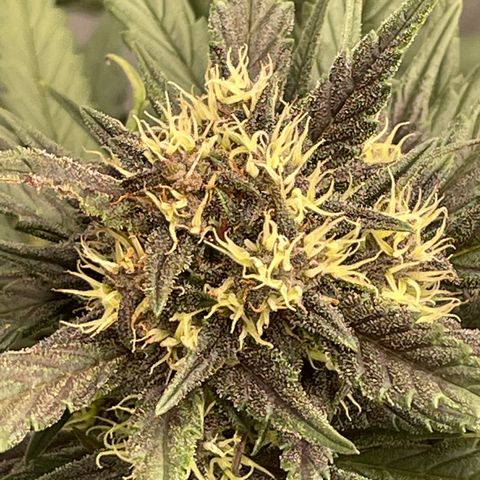 Purple Punch 🥊 3 - #1 - 42 Fast Buds growlog timeline photo