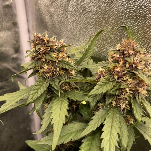 Purple Punch 🥊 2 - #1 - 42 Fast Buds growlog timeline photo