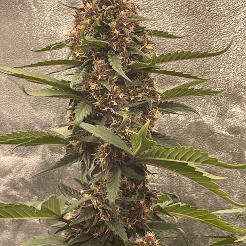 Purple Punch 🥊 2 - #1 - 42 Fast Buds growlog timeline photo