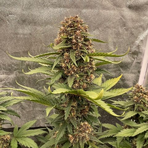 Purple Punch 🥊 2 - #1 - 42 Fast Buds growlog timeline photo