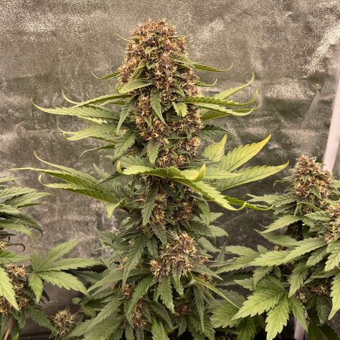 Purple Punch 🥊 2 - #1 - 42 Fast Buds growlog timeline photo