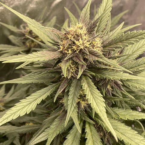 Purple Punch 🥊 3 - #1 - 42 Fast Buds growlog timeline photo