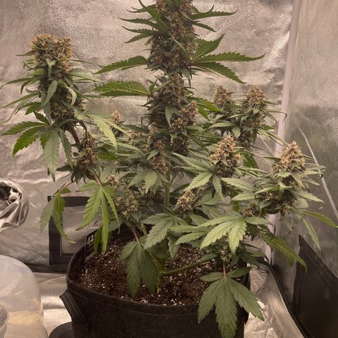 Purple Punch 🥊 2 - #1 - 42 Fast Buds growlog timeline photo