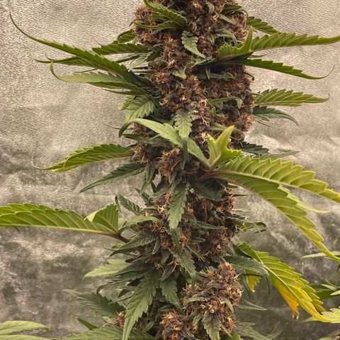 Purple Punch 🥊 2 - #1 - 42 Fast Buds growlog timeline photo