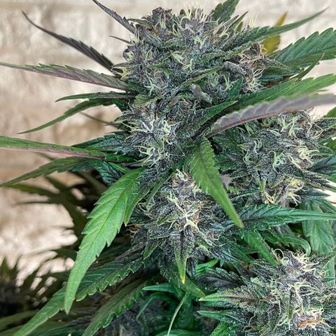 Purple Punch 🥊 3 - #1 - 42 Fast Buds growlog timeline photo