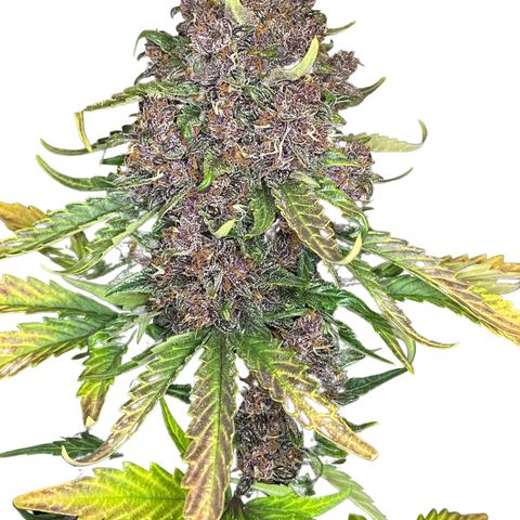 Purple Punch 🥊 2 - #1 - 42 Fast Buds growlog timeline photo