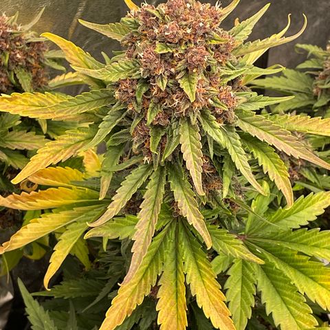 Purple Punch 🥊 2 - #1 - 42 Fast Buds growlog timeline photo