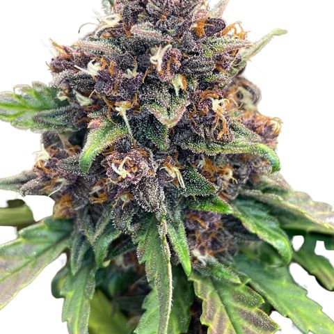 Purple Punch 🥊 2 - #1 - 42 Fast Buds growlog timeline photo