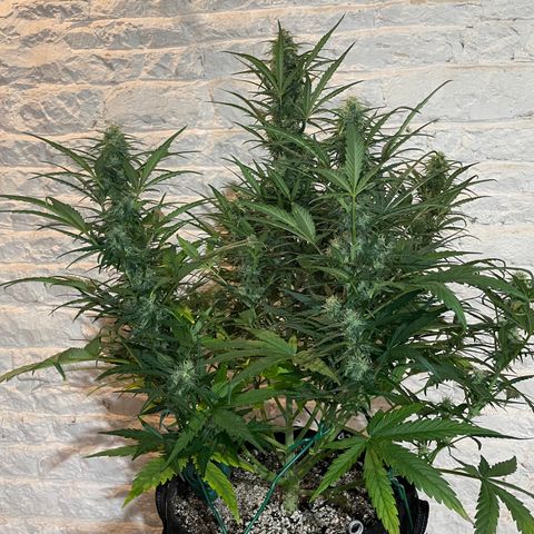 Mimosa Cake 🍰 4 - #1 - 42 Fast Buds growlog timeline photo