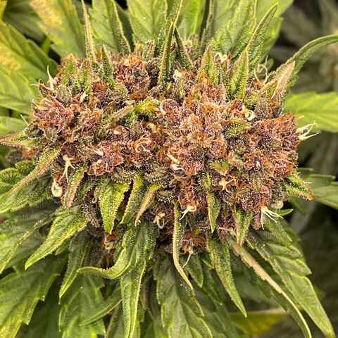 Purple Punch 🥊 2 - #1 - 42 Fast Buds growlog timeline photo