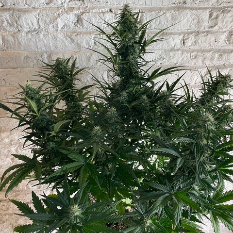 Mimosa Cake 🍰 4 - #1 - 42 Fast Buds growlog timeline photo
