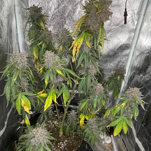 Purple Punch 🥊 1 - #1 - 42 Fast Buds growlog timeline photo