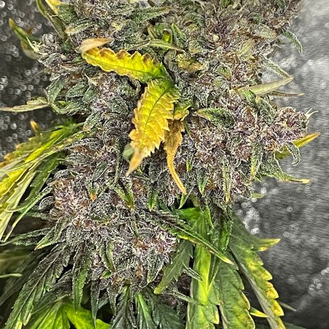 Purple Punch 🥊 1 - #1 - 42 Fast Buds growlog timeline photo