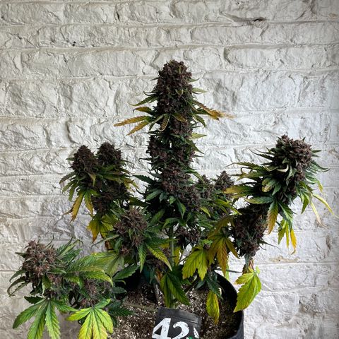 Purple Punch 🥊 2 - #1 - 42 Fast Buds growlog timeline photo