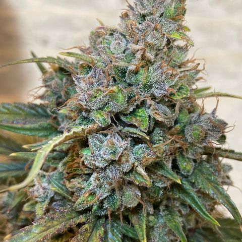 Mimosa Cake 🍰 4 - #1 - 42 Fast Buds growlog timeline photo
