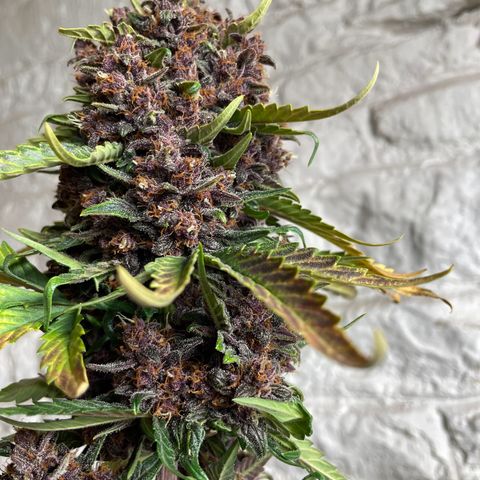 Purple Punch 🥊 2 - #1 - 42 Fast Buds growlog timeline photo