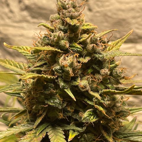 Mimosa Cake 🍰 4 - #1 - 42 Fast Buds growlog timeline photo
