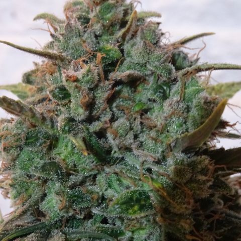Mimosa Cake 🍰 4 - #1 - 42 Fast Buds growlog timeline photo