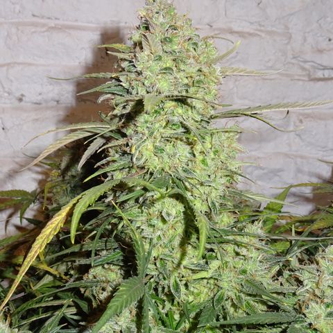 Mimosa Cake 🍰 4 - #1 - 42 Fast Buds growlog timeline photo