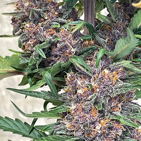 Purple Punch 🥊 2 - #1 - 42 Fast Buds growlog timeline photo