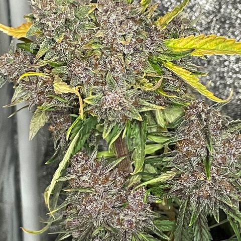 Purple Punch 🥊 1 - #1 - 42 Fast Buds growlog timeline photo