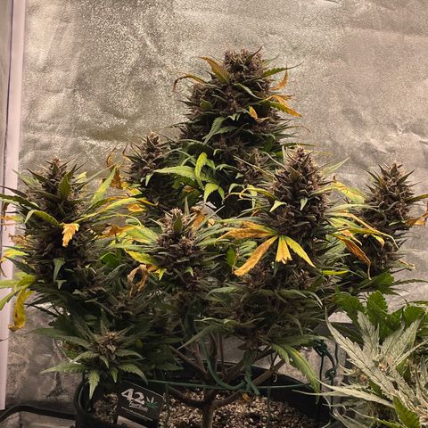 Purple Punch 🥊 3 - #1 - 42 Fast Buds growlog timeline photo