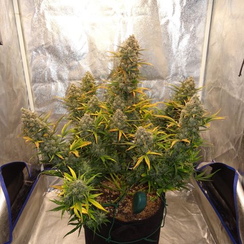 Mimosa Cake 🍰 3 - #1 - 42 Fast Buds growlog timeline photo