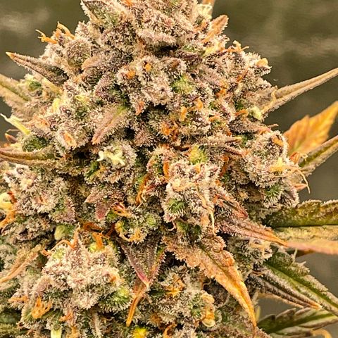 Mimosa Cake 🍰 3 - #1 - 42 Fast Buds growlog timeline photo