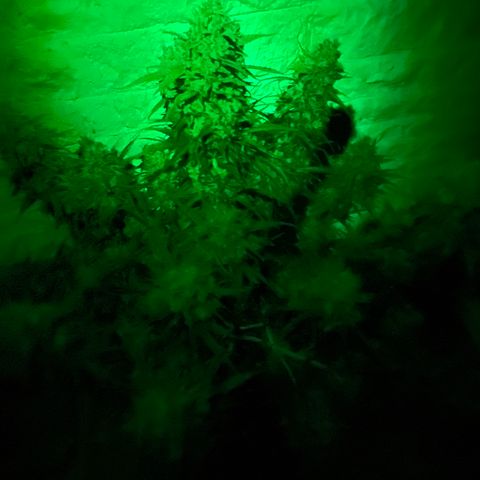 Mimosa Cake 🍰 4 - #1 - 42 Fast Buds growlog timeline photo