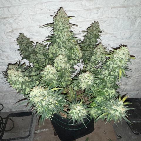 Mimosa Cake 🍰 4 - #1 - 42 Fast Buds growlog timeline photo