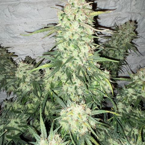 Mimosa Cake 🍰 4 - #1 - 42 Fast Buds growlog timeline photo