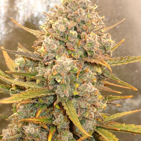 Mimosa Cake 🍰 3 - #1 - 42 Fast Buds growlog timeline photo