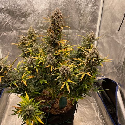 Mimosa Cake 🍰 3 - #1 - 42 Fast Buds growlog timeline photo