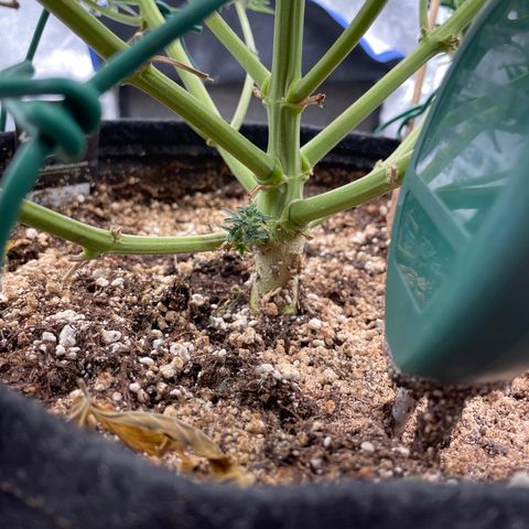 Mimosa Cake 🍰 3 - #1 - 42 Fast Buds growlog timeline photo