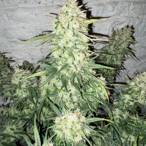 Mimosa Cake 🍰 4 - #1 - 42 Fast Buds growlog timeline photo